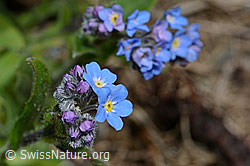 C162513: Alpen-Vergissmeinnicht (Myosotis alpestris)