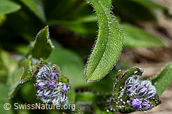 C162514: Alpen-Vergissmeinnicht (Myosotis alpestris)