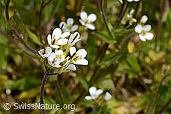 Arabis alpina (05.2020, C162516)