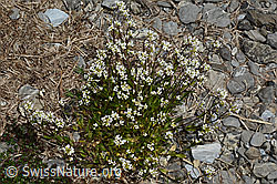 Arabis alpina (05.2020, C162518)