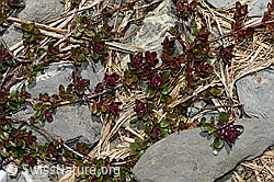 C162519: Vielhaariger Thymian (Thymus polytrichus)