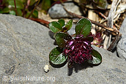 C162525: Vielhaariger Thymian (Thymus polytrichus)