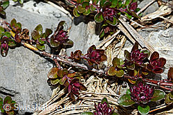 C162526: Vielhaariger Thymian (Thymus polytrichus)
