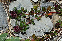 C162527: Vielhaariger Thymian (Thymus polytrichus)