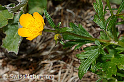 Kriechender Hahnenfuss (Ranunculus repens) (C162537)