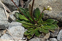 Felsen-Kugelschöttchen (Kernera saxatilis) (C162542)