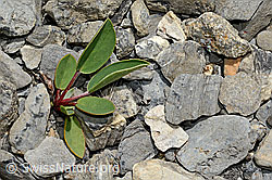 Alpen-Wundklee (Anthyllis vulneraria ssp. alpestris) (C162544)