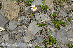 Alpenmasslieb (Aster bellidiastrum) (C162549)