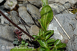 Alpenmasslieb (Aster bellidiastrum) (C162550)
