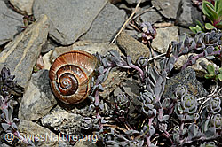 C162552: Gefleckte Schnirkelschnecke (Arianta arbustorum)