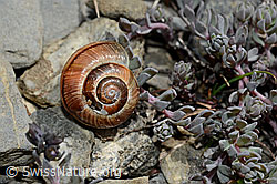 C162553: Gefleckte Schnirkelschnecke (Arianta arbustorum)