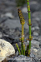 C162565: Sumpf-Schachtelhalm (Equisetum palustre)