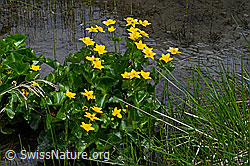 Sumpf-Dotterblume (Caltha palustris) (C162575)