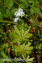 C163032: Echter Waldmeister (Galium odoratum)