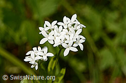 C163033: Echter Waldmeister (Galium odoratum), Blüten