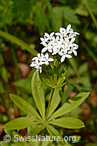 C163035: Echter Waldmeister (Galium odoratum)