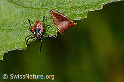 Zecke oder Gemeiner Holzbock (Ixodes ricinus) (C165589)