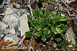Silberwurz (Dryas octopetala) (C165748)