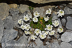 Alpen-Gämskresse (Pritzelago alpina) (C165755)