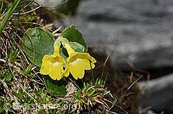 Flühblümchen (Primula auricula) (C165759)