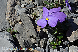 C165760: Mont Cenis-Stiefmütterchen (Viola cenisia)