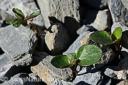 Mont Cenis-Stiefmütterchen (Viola cenisia) (C165762)