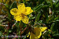 Grossblütiges Sonnenröschen (Helianthemum grandiflorum) (C165772)