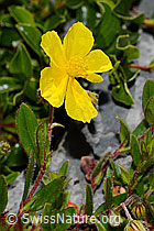 Grossblütiges Sonnenröschen (Helianthemum grandiflorum) (C165774)