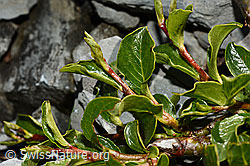 C165778: Stumpfblättrige Weide (Salix retusa)