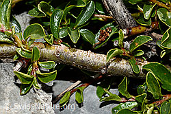 C165779: Stumpfblättrige Weide (Salix retusa)