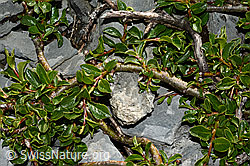 C165780: Stumpfblättrige Weide (Salix retusa)
