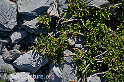 C165782: Stumpfblättrige Weide (Salix retusa)