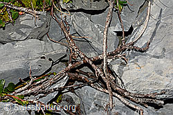 C165788: Stumpfblättrige Weide (Salix retusa)