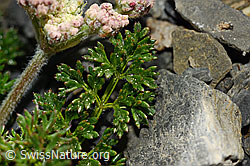 C165793: Augenwurz (Athamanta cretensis)