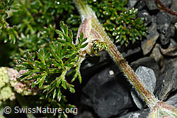 C165796: Augenwurz (Athamanta cretensis)