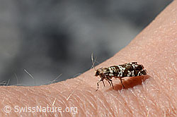 Fichtenwickler (Epinotia tedella) (C166003)