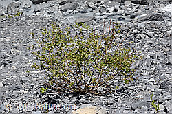 C166041: Sal-Weide (Salix caprea)
