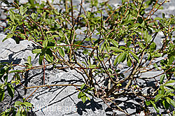 C166042: Sal-Weide (Salix caprea)
