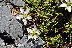Frühlings-Miere (Minuartia verna) (C166048)
