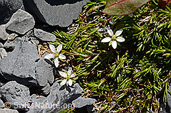 Frühlings-Miere (Minuartia verna) (C166049)