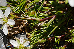 Frühlings-Miere (Minuartia verna) (C166050)