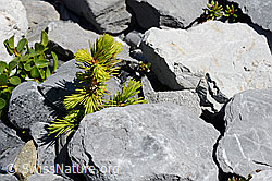 C166057: Gewöhnliche Fichte (Picea abies)