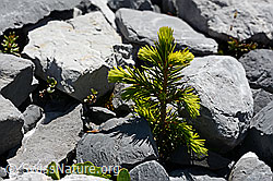 C166059: Kleine Fichte (Picea abies)