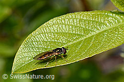 Matte Schwarzkopfschwebfliege (Melanostoma scalare) (C166075)