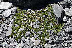 Quendelblättrige Weide (Salix serpillifolia) (C166083)