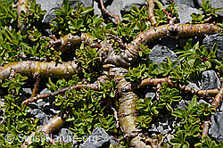 Quendelblättrige Weide (Salix serpillifolia) (C166084)