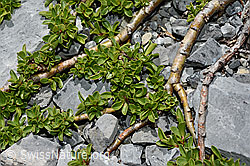 Quendelblättrige Weide (Salix serpillifolia) (C166087)