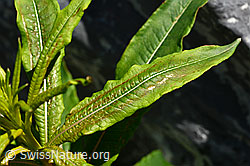 Foto: Fleischers Weidenröschen (Epilobium fleischeri)