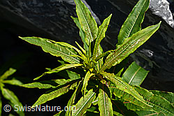 Foto: Fleischers Weidenröschen (Epilobium fleischeri)
