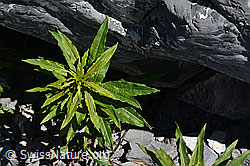 Foto: Fleischers Weidenröschen (Epilobium fleischeri)